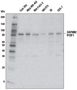 CAPAM/PCIF1 Antibody #98085